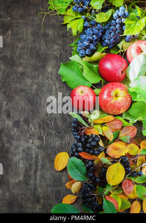 Assortimento frutta organica acini di uva apple damasceno rowanberry legno scuro dello sfondo del paese di cura di salute concetto naturale vista superiore Foto Stock