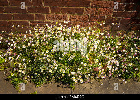 Auto-seminate Erigeron al di fuori di una città cottage in Devizes Wiltshire, Inghilterra REGNO UNITO Foto Stock