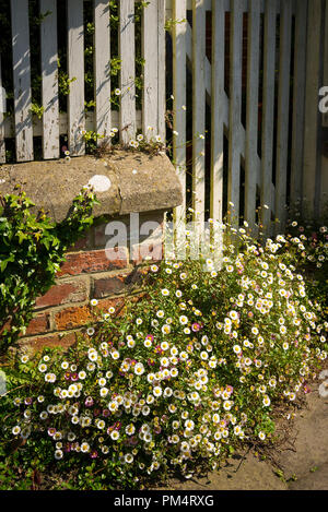 Auto-seminate Erigeron al di fuori di una città cottage in Devizes Wiltshire, Inghilterra UKh Foto Stock