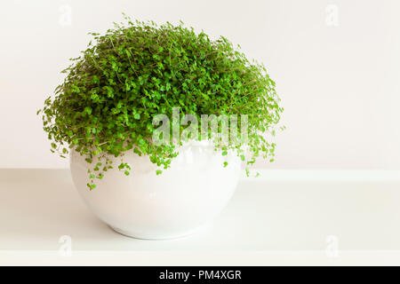 Houseplant Soleirolia soleirolii nel vaso bianco Foto Stock