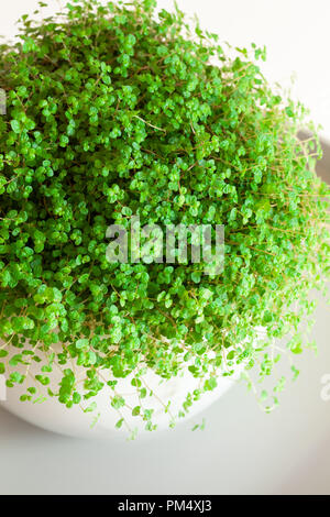 Houseplant Soleirolia soleirolii nel vaso bianco Foto Stock