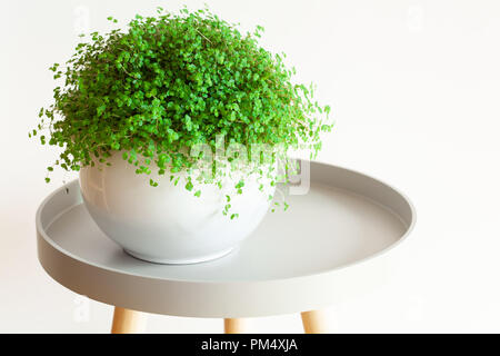 Houseplant Soleirolia soleirolii nel vaso bianco Foto Stock