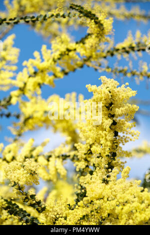 Il giallo dei fiori di acacia Pravissima, forni o graticcio cuneo-lasciava graticcio in primavera Foto Stock