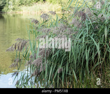 Phragmites australis reed Foto Stock