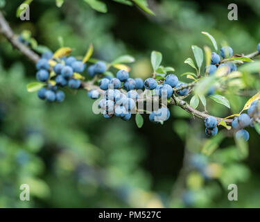 Prunus spinosa, bacche di bosco Foto Stock