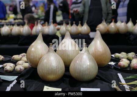 Harrogate Flower Show 2018 Harrogate, nello Yorkshire, Regno Unito. 18 Settembre, 2018. Harrogate autunno annuale Flower Show Foto Stock