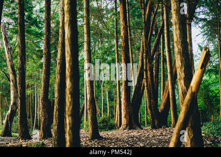 Giganteschi alberi di pino nella Foresta di Redwood, CA, con panorami infiniti di foresta tronchi di alberi e foglie e forest floor. Foto Stock