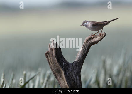 Common Whitethroat, Sylvia communis, una di medie dimensioni trillo su un moncone nodose Foto Stock