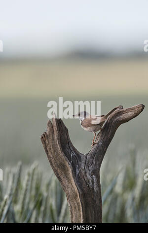 Common Whitethroat, Sylvia communis, una di medie dimensioni trillo su un moncone nodose Foto Stock