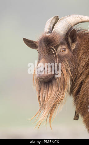 Ritratto di un maschio di capra con le corna e barba lunga. La razza è un incrocio tra un nano nigeriano e una nana. Foto Stock