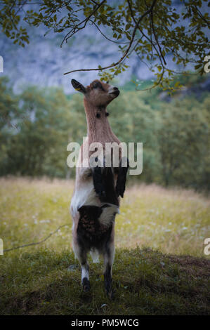 Capre su un alpeggio in Norvegia Foto Stock