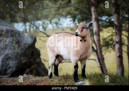 Capre su un alpeggio in Norvegia Foto Stock