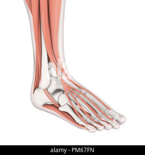 Piede umano muscoli anatomia Foto Stock