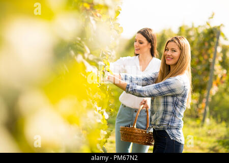 Due giovani donne con cestello raccolta uva in vigna Foto Stock