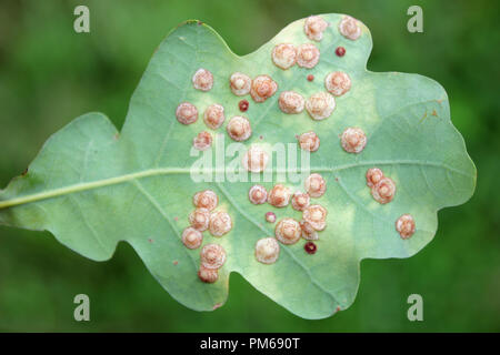 Foglie di quercia ricoperti in comune Spangle Galli causata dal fiele Wasp Neuroterus quercusbaccarum Foto Stock