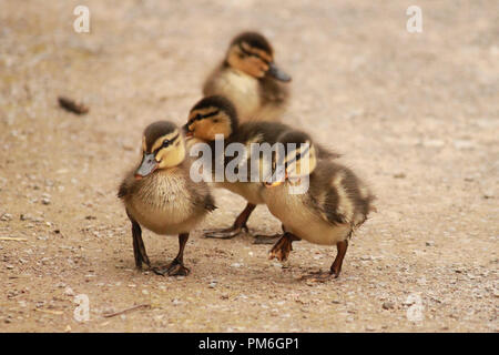 Quattro anatroccoli camminando sul percorso verso di voi. Anas platyrhynchos Foto Stock