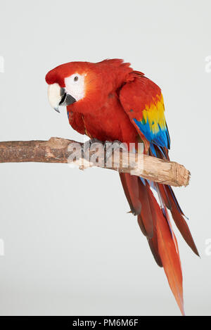 Colorato pappagallo rosso sul ramo isolato su sfondo per studio Foto Stock