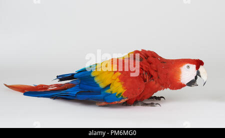 Red Parrot con becco aperto isolato su bianco di sfondo per studio Foto Stock