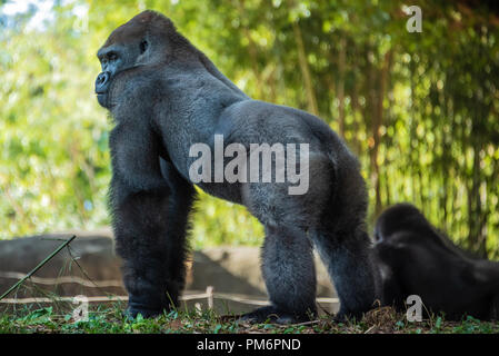 Gorillas occidentali della pianura presso lo Zoo di Atlanta vicino a downtown Atlanta, Georgia. (USA) Foto Stock