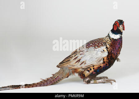 Seduta di fagiano uccello bianco su sfondo per studio isolato Foto Stock