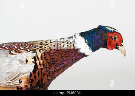 Testa colorata di fagiano uccello isolato su bianco di sfondo per studio Foto Stock