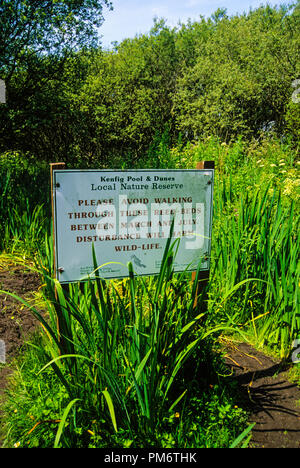 Protetto Reedbed, piscina Kenfig Riserva Naturale Nazionale, Wales, Regno Unito, GB. Foto Stock