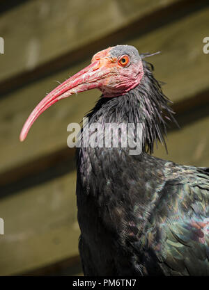 Northern calvo Ibis (noto anche come Waldrapp ibis) Foto Stock