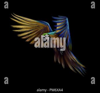 Ritratto blu-giallo macaw in volo su uno sfondo nero. Ara parrot, pappagallo tropicale Illustrazione Vettoriale