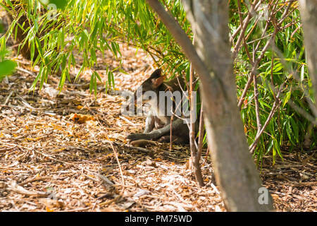 Dusky Pademelon (Thylogale brunii) sotto un albero, lo Zoo di Chester Regno Unito. Agosto 2018. Foto Stock