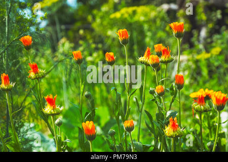 Arancio fiori di tagete su uno sfondo naturale Foto Stock