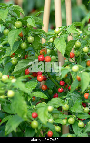 Il capsicum chinense. Peperoncino Habanero var. Raj Wiri Wiri. Chili Peppers sull'impianto. Foto Stock