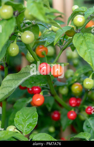 Il capsicum chinense. Peperoncino Habanero var. Raj Wiri Wiri. Chili Peppers sull'impianto. Foto Stock