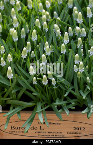 Muscari armeniacum iberico "Tiger". Giacinto di uva "Tiger iberica' fiori in un vassoio di legno a flower show. Regno Unito Foto Stock