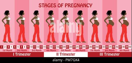 Fasi della gravidanza con una gravidanza dreadlocks capelli neri donna indossa reggiseno e pantaloni larghi. Tutti gli oggetti e gli stadi del corpo sono in diversi strati e Illustrazione Vettoriale