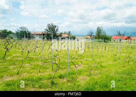 Vigneti della Valle Alazani Foto Stock