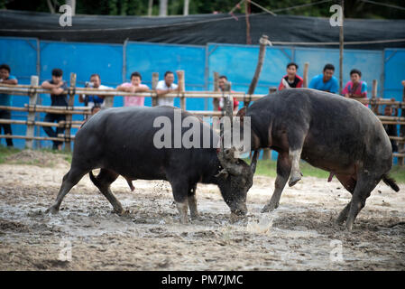 Thailandia, combattendo Buffalo (Bubalus bubalis), Combattimento Foto Stock