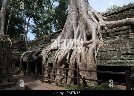 Cambogia; Siem Raep; Angkor; tempio di Ta Prohm; albero che cresce sul tempio Foto Stock