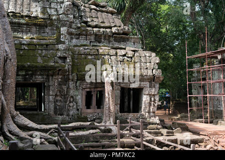 Cambogia; Siem Raep; Angkor; tempio di Ta Prohm; Foto Stock