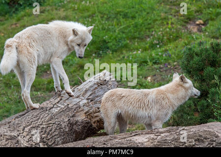 Due Artico Canadese lupi / bianco lupi / Polar lupo (Canis lupus arctos) nativa per il Canada Foto Stock