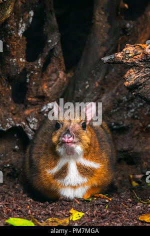 Lesser mouse-cervi / kanchil / minore chevrotain Malay (Tragulus kanchil) Ungulati più piccolo mammifero nativo per il sud-est asiatico Foto Stock