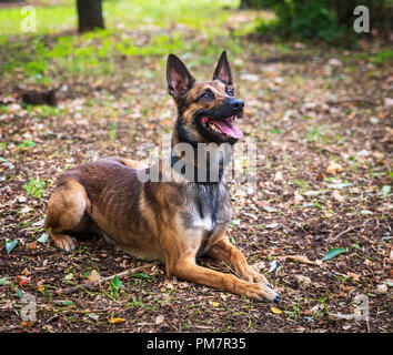 Pastore belga Malinois giace sull'erba verde nel parco e guarda avanti Foto Stock