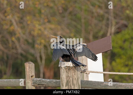 Anhinga asciugando le sue ali su un dock post, Stephen C. Foster stato parco nel Okefenokee Swamp in Georgia Foto Stock