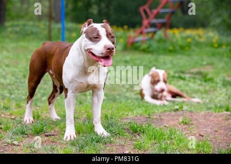 Due cani cutes giocando insieme all'aperto sull'erba verde. Stile di vita il ritratto di tori Foto Stock