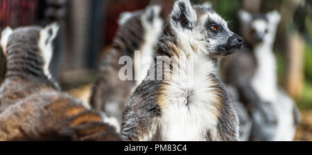 Un piccolo gruppo di anello-tailed lemuri a prendere il sole in cattività. Foto Stock