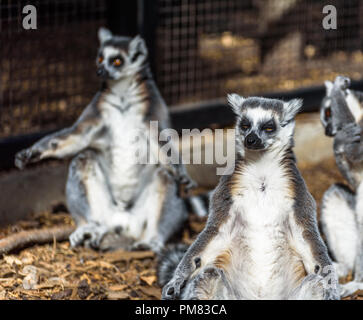 Un piccolo gruppo di anello-tailed lemuri a prendere il sole in cattività. Foto Stock