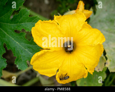 Fiore di zucchine con api. Impollinazione dei fiori. Zucchine in crescita su un orto. Foto Stock