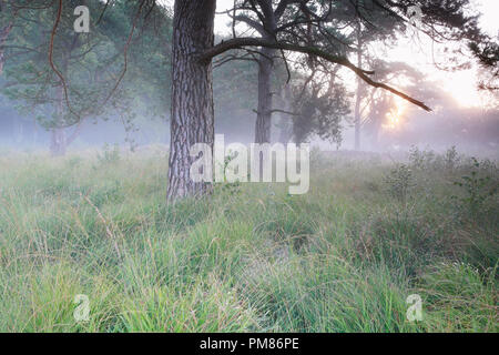 Foggy sunrise in pineta in autunno Foto Stock