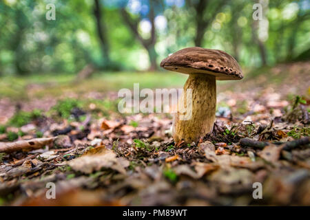 Si tratta di un piture di funghi selvatici che crescono in un bosco irlandese Foto Stock