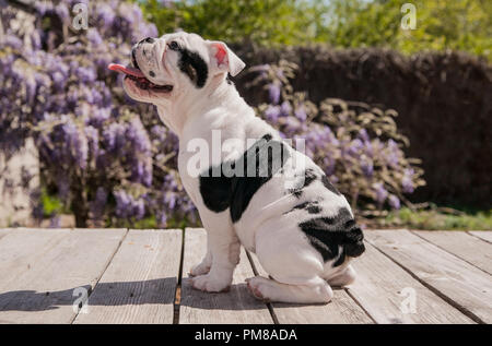 Bianco & nero baby bulldog cucciolo di cane sul ponte profilo di seduta con la lingua fuori. Egli sta cercando come se egli è in attesa di un trattamento. Foto Stock