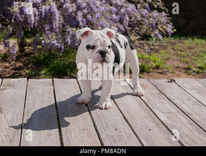 Bianco & nero baby bulldog cucciolo di cane sul ponte in piedi in avanti. Egli è solo. Egli guardò verso il basso Foto Stock